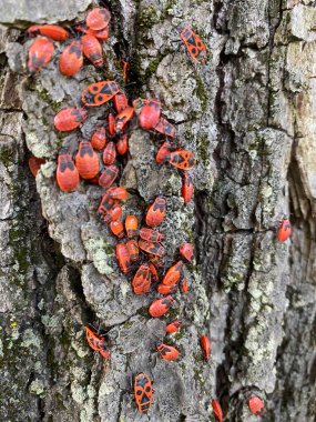 Çiftleşen ateş böcekleri ağaç kabuklarında sürünüyor.