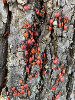 Çiftleşen ateş böcekleri ağaç kabuklarında sürünüyor.