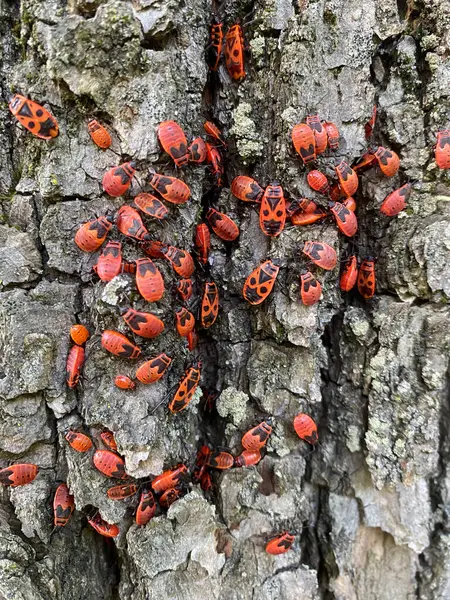 stock image Mating fire bugs crawl across the tree bark