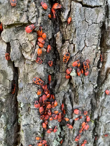 stock image Mating fire bugs crawl across the tree bark