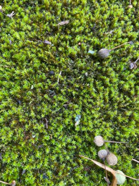 Ormanın nemli yerlerinde yosun halısı