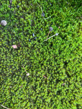 Moss carpet in damp places in the forest clipart