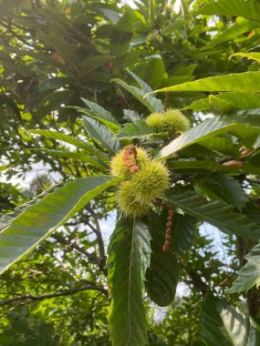 Sıradan bir datura, bahçedeki yeşil zehirli süs bitkisi gibidir.