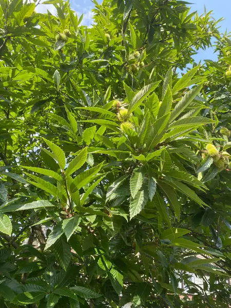 stock image common datura as a green poisonous ornamental plant in the garden