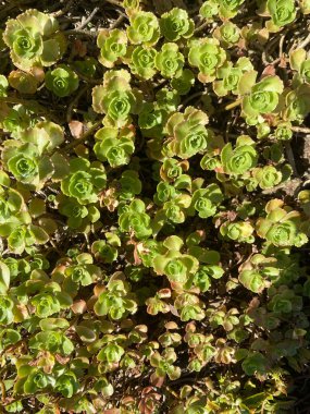 Robust water-storing thick-leaf plants in the rock garden clipart