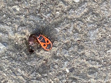 Mating fire bugs crawl across the ground