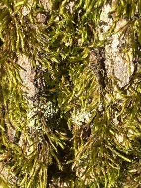 Ormanın nemli yerlerinde yosun halısı