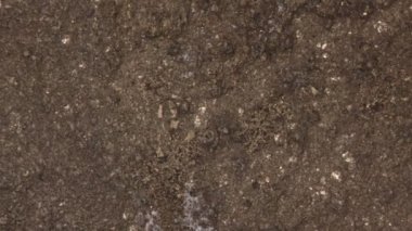 Mikroskop altında Altın Pyrite kristalleri