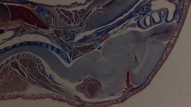 Mikroskop altında fare embriyosu