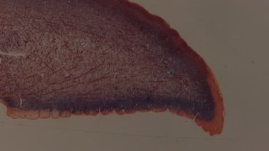 Mikroskop altında salyangoz ayağı 100x