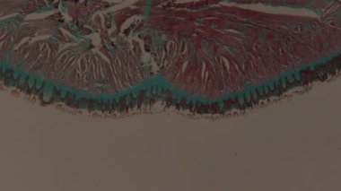 Maymun, dil dokusu mikroskobun altında.