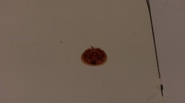 Varroa arı maytı mikroskop altında çoklu büyütme