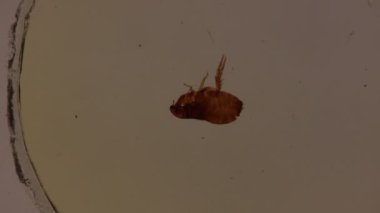 Ağız yalayan köpek pirelerinin başı.