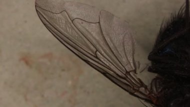 Mikroskop altında kanatları olan büyük bir ev.