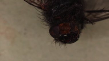 Mikroskop altında kafası ve gözleri olan büyük bir ev sineği.