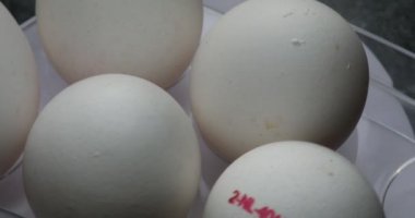 Mutlu tavuklardan gelen beyaz yumurtalar.