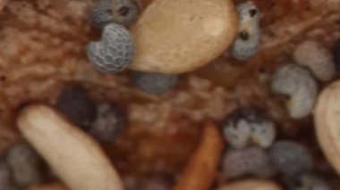 Haşhaş tohumlu gevrek çoklu tahıllı börek.