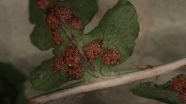 Eğreltiotu yaprağı ve spor tohumu