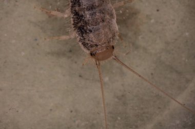 Uzun antenli gümüş balıklar mikroskop altında hareket eder.