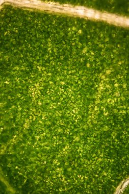 Stomata ve yoksul ve yaprak damarlı yaygın hanımeli yeşil yaprağı