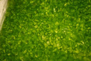 Stomata ve yoksul ve yaprak damarlı yaygın hanımeli yeşil yaprağı