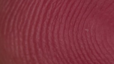 Mikroskop altında deride papiller çizgileri olan parmak ucu