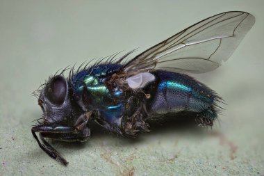 Blue-green iridescent blowfly at high magnification clipart