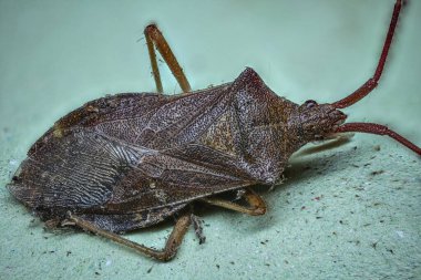 kahverengi ağaç böceği, büyüteç altında bileşik gözlü.