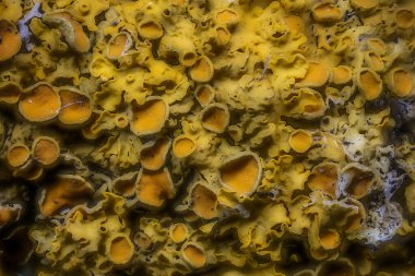 Sarı kupa liken dalda yakın mesafede.