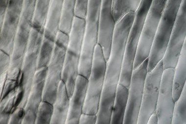 Mikroskop altında bitki hücreli soğan derisi