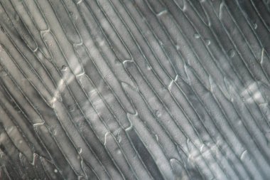 Mikroskop altında bitki hücreli soğan derisi