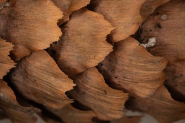 Mikroskop altında kabuklu köknar kozalakları