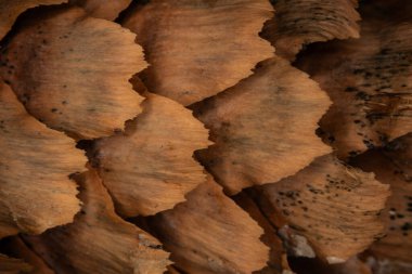 Mikroskop altında kabuklu köknar kozalakları