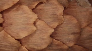 Mikroskop altında kabuklu köknar kozalakları