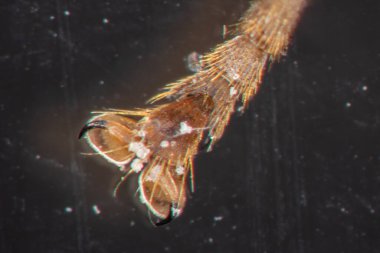 Mikroskop altında pençeli bal arısı bacağı