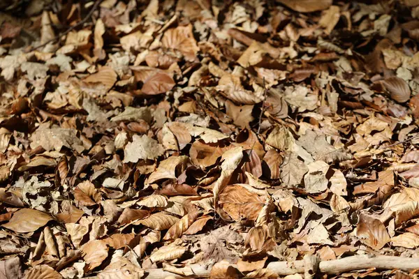 Orman zeminindeki çimlerde renkli sonbahar yaprakları