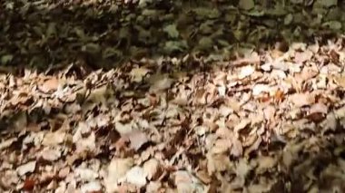 Çimlerde renkli sonbahar yaprakları