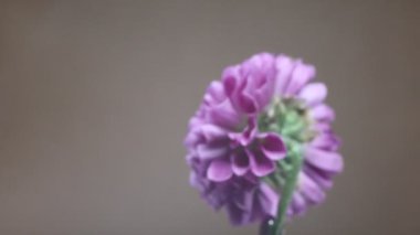 Renkli bir şamata içinde rengarenk desenler dolaşır