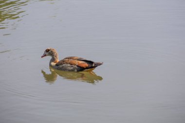 Westnil Goose suyun etrafında yüzüyor ve dalgalanma yaratıyor.
