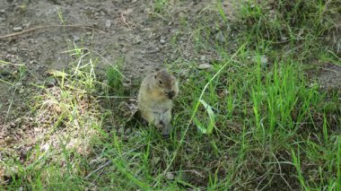 Küçük kahverengi Avrupa toprakları saklanmak için mağaralar kazıyor