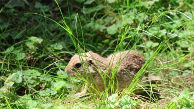Küçük kahverengi Avrupa toprakları saklanmak için mağaralar kazıyor