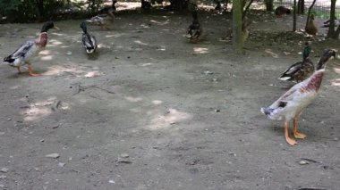 Kumlu çayırda kaz ezildi.