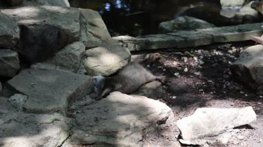 Asyalı cüceler su kenarındaki kayaların arasında oynuyorlar.