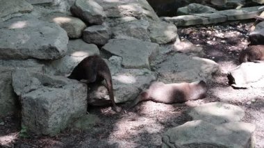 Asyalı cüceler su kenarındaki kayaların arasında oynuyorlar.