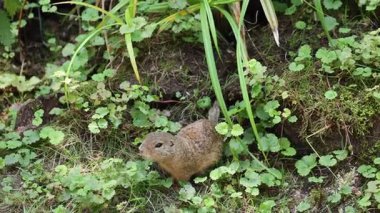 Küçük kahverengi Avrupa toprakları saklanmak için mağaralar kazıyor
