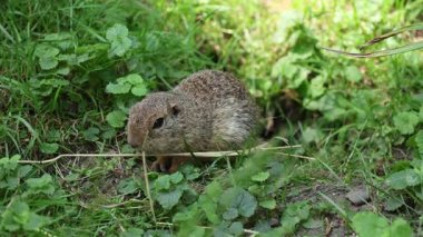 Küçük kahverengi Avrupa toprakları saklanmak için mağaralar kazıyor