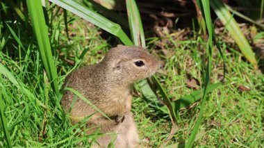 Küçük kahverengi Avrupa toprakları saklanmak için mağaralar kazıyor