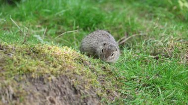 Küçük kahverengi Avrupa toprakları saklanmak için mağaralar kazıyor