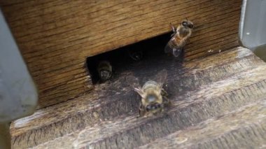 Doğadaki arı kovanında küçük bal arıları