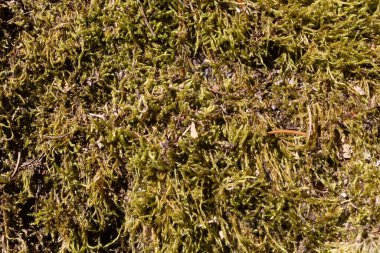 Orman yangınından çıkan dumanla ormandaki yıldız yosunu